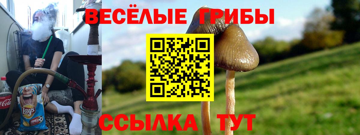 Галлюциногенные грибы Cubensis  Вход с VPN  Псилоцибиновые грибы прущие грибы  Кувандык 